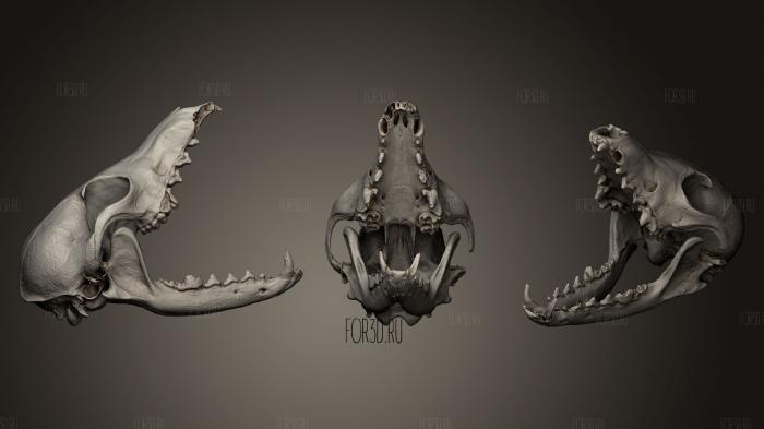 Grey Fox skull 3d stl модель для ЧПУ